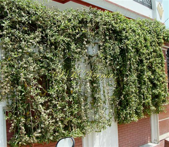  Plant